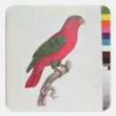 Recherche de ornithologie autocollants Plumes