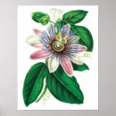 Suche nach tropical flowers poster Botanical