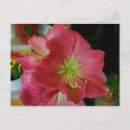 Suche nach amaryllis postkarten Schön