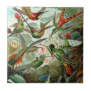 Suche nach kolibris fliesen Dschungel