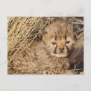Suche nach acinonyx jubatus postkarten Farbbild