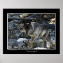 Suche nach graue wölfe poster Kaninchen