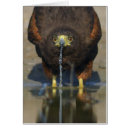 Recherche de faucon harris cartes postales Rapaces