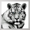 Suche nach white tiger poster Streifen