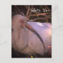Suche nach ibis poster postkarten Vögel