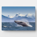 Recherche de baleine plaques Plage