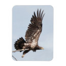 Recherche de mûr magnets Photographie