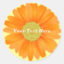 Suche nach orange gerbera Sommer