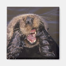 Recherche de loutres magnets Mammifère