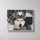 Suche nach sibirischer husky poster Arktisch