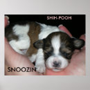 Suche nach wochen poster Welpe