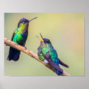 Suche nach colibri poster Vögel