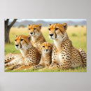 Suche nach geparden poster Safari