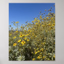 Suche nach wüsten blume Einzigartig