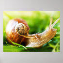 Suche nach schnecken poster Wild lebende tiere