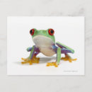 Recherche de humour grenouille cartes postales Animal