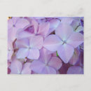 Suche nach lila hydrangea postkarten Hydrangeas