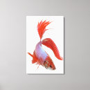 Suche nach betta splendens poster Meereswelt