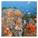 Recherche de récif carreaux Natation