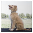Suche nach mini fliesen Hund