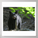 Suche nach bears kunst Wild