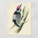 Recherche de mineur cartes postales Animal