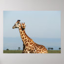 Recherche de girafe amour posters Girafes