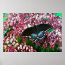 Suche nach schwefel poster Blume