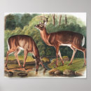Suche nach virginianus Wildtiere