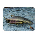 Suche nach fischer magnete Lachs