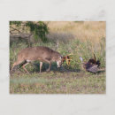 Recherche de deer cartes postales Buck