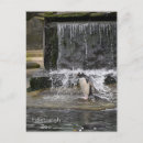 Recherche de amour pingouin cartes postales Animaux