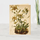 Suche nach botanische illustration karten Vintag