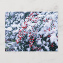 Recherche de baies de houx cartes postales Bonhomme de neige