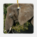 Suche nach afrikanische tiere ornamente Pachyderm