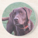 Suche nach schokolade untersetzer Labrador