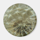 Suche nach löwenzahn magnete Natur