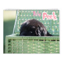 Recherche de oeil de chiot Chien