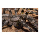 Recherche de arachnide art Web