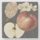 Recherche de bois et pierre maison deco Récolte