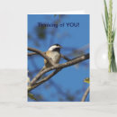 Suche nach chickadees karten Natur