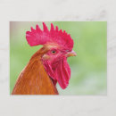 Recherche de coqs cartes postales Animaux