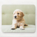 Suche nach goldener welpe mousepads Niedliches