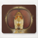 Recherche de entomologie tapis souris Biologie