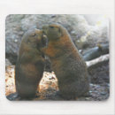 Recherche de marmottes tapis souris Mammifère