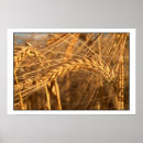 Suche nach weizen poster Natur