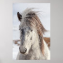 Recherche de poney islandais posters Équus caballus
