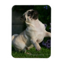 Recherche de chiot de carlin magnets 12 semaines