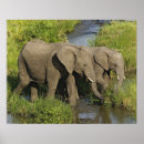 Suche nach afrikanische elefanten poster Kenia