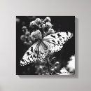 Recherche de toile de papillon Noir